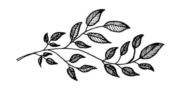 branch of a tree with leaves engraved vintage retro line art graphic style isolated design