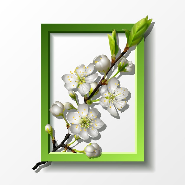 Branch of white cherry flowers in green rectangle frame for spring greeting card banner