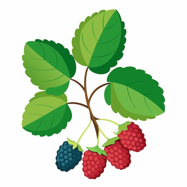 Vector branch with green leaves and red and black berries