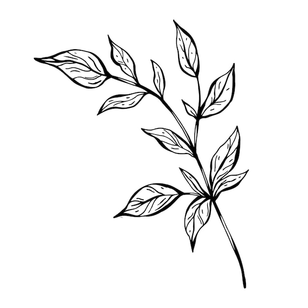 Branch with leaves. Hand drawn   illustration. Monochrome black and white ink sketch. Line art.  Coloring page.