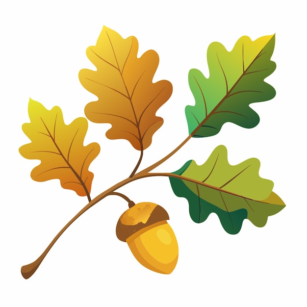 Vector branch with oak yellow and greenbrown leaves and acorns isolated on white background without any