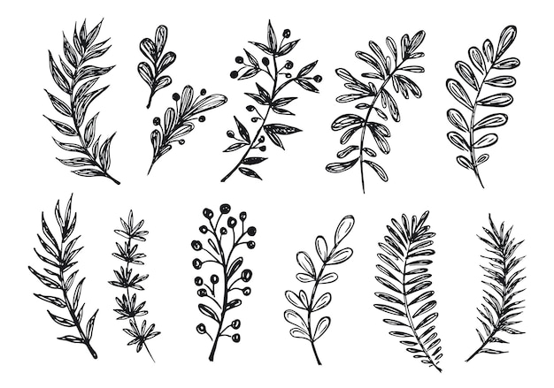 Branches collection hand drawn vector