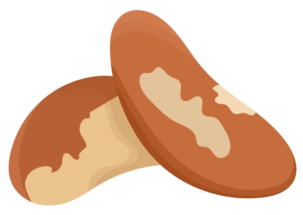 Brazil Nut Snack Vector Illustration