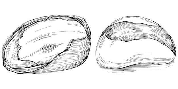 Brazilian nut or Brazil nut handdrawn Vector