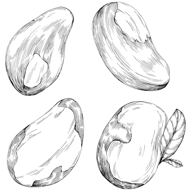 Brazilian nut or Brazil nut handdrawn Vector