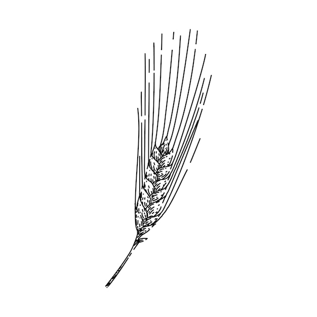 bread barley sketch hand drawn vector