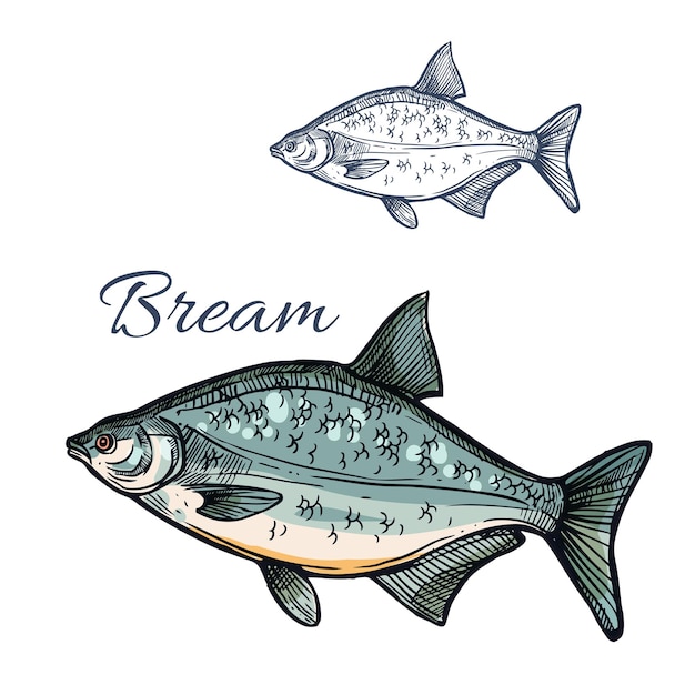 Bream fish vector isolated sketch icon