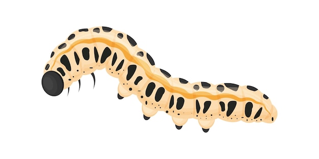 A bright caterpillar of black and beige color The insect is an agricultural pest Vector illustration isolated on a white background