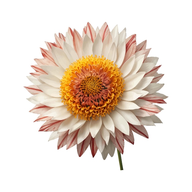 Bright and Cheerful Pinwheel Strawflower Vector Illustration