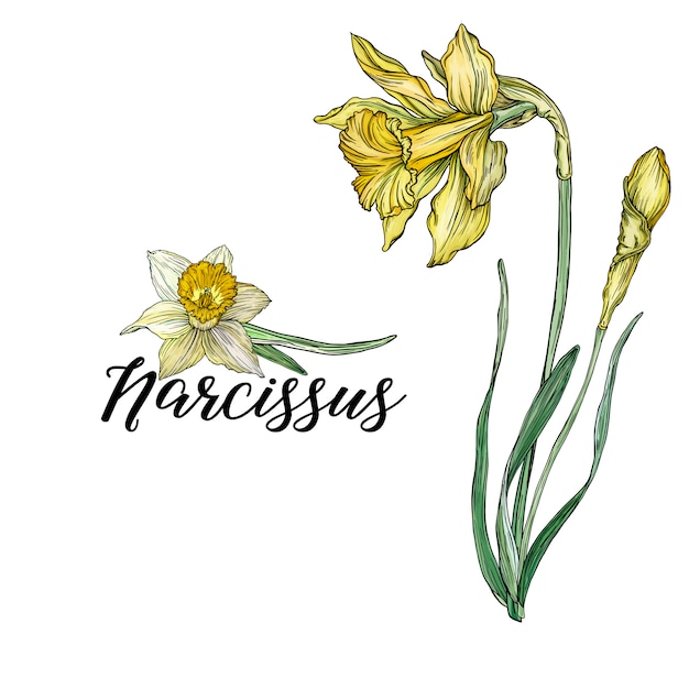 Bright floral spring compositions with Narcissus flowers.