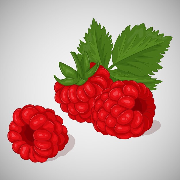 Vector bright juicy raspberry 