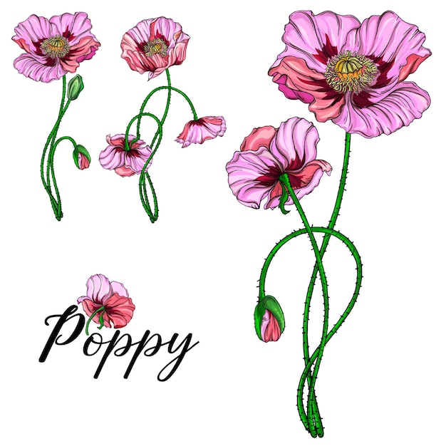 Bright vector flowers pink poppies Botanical illustration Romance