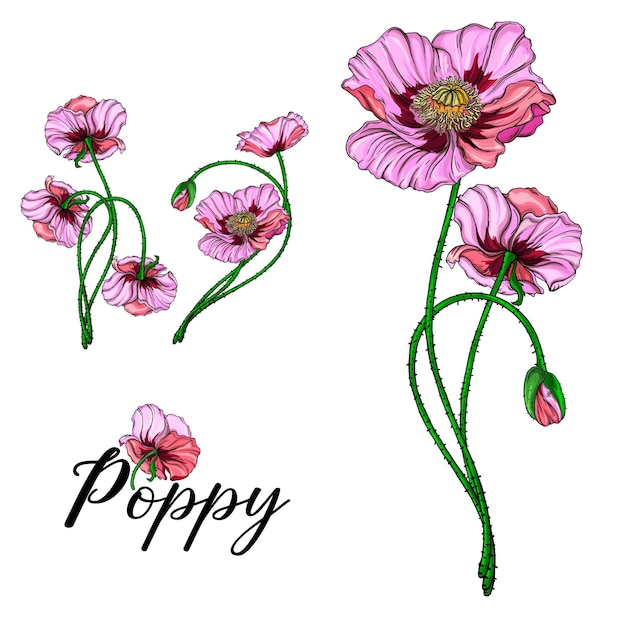 Bright vector flowers pink poppies Botanical illustration Romance