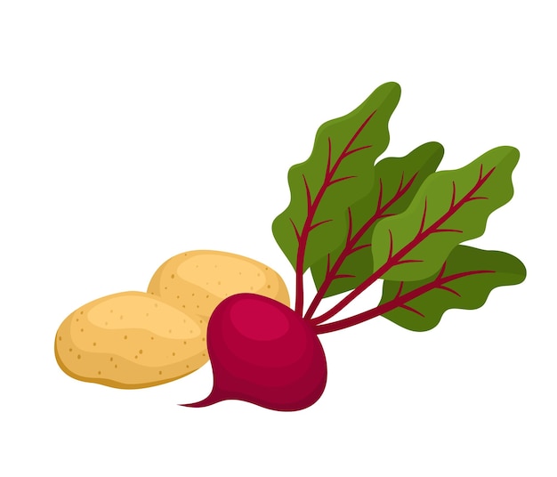 Bright vector illustration of colorful potato and beetroot. Cartoon organic vegetable isolated on white background used for magazine, book, poster, card, menu cover, web pages.