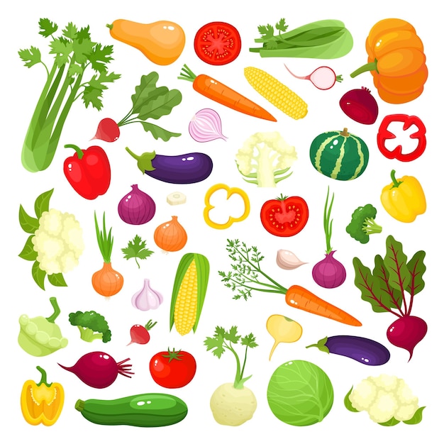 Bright vector illustration of colorful vegetables Fresh cartoon organic vegetable isolated on white