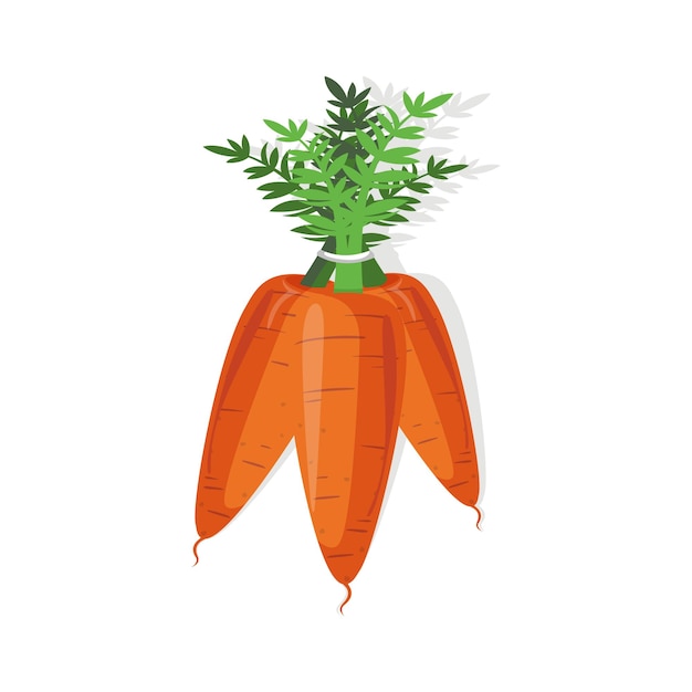 Bright vector illustration of fresh carrots isolated on white background