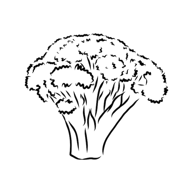 Broccoli hand drawn Vegetable engraved style Isolated Broccoli Detailed vegetarian food