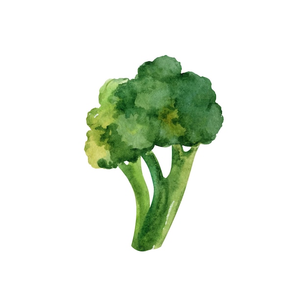 Broccoli Hand drawn watercolor vector clipart isolated on white background Healthy food