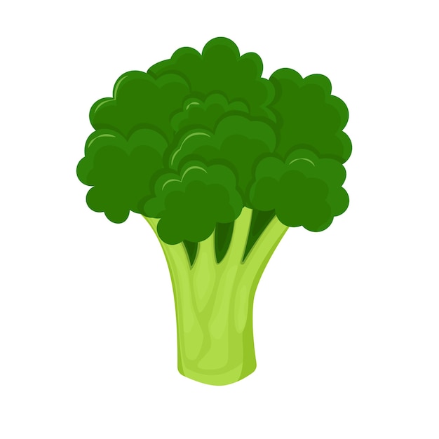 Broccoli isolated on white background. Fresh broccoli in flat style