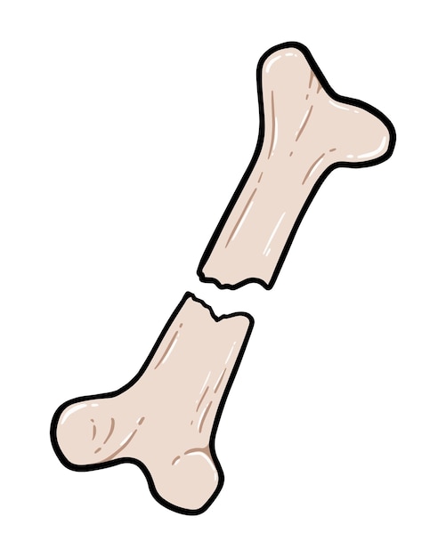 Broken bone solid organ of vertebrate animal or human doodle linear cartoon