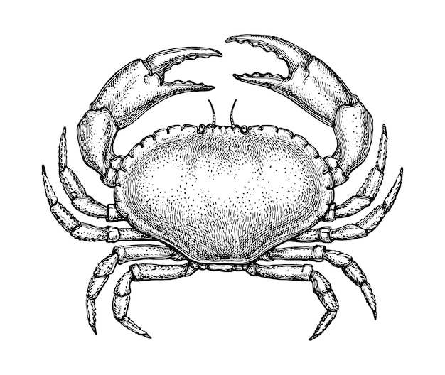 Brown crab Hand drawn ink sketch