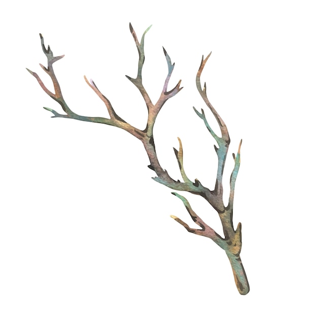 Brown dry tree branch without leaves watercolor illustration hand drawn in botanical style separate