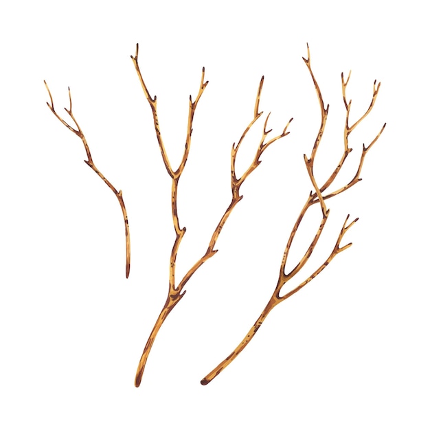 Brown dry tree branches without leaves watercolor illustration hand drawn in botanical style set of