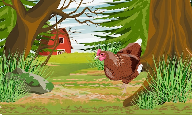 The brown hen goes to the forest Countryside with a red barn and a field Domestic bird