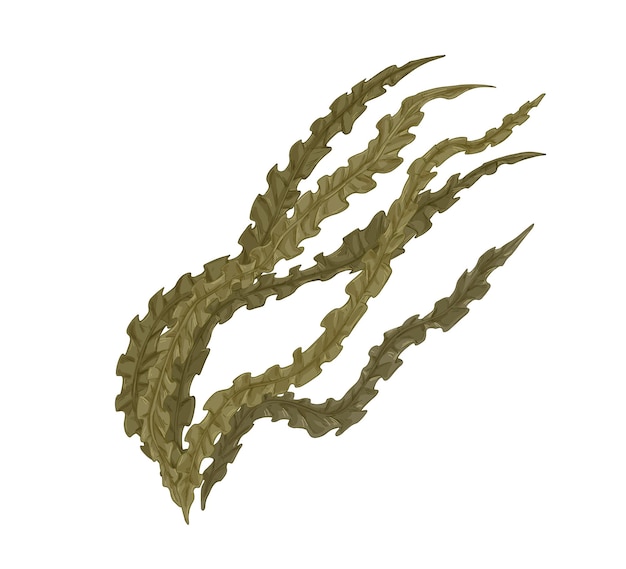 Brown Laminaria alga or kelp. Edible seaweed. Natural sea plant drawing. Realistic hand-drawn vector botanical illustration of underwater vegetation isolated on white background.