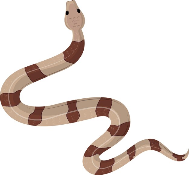 Vector brown snake