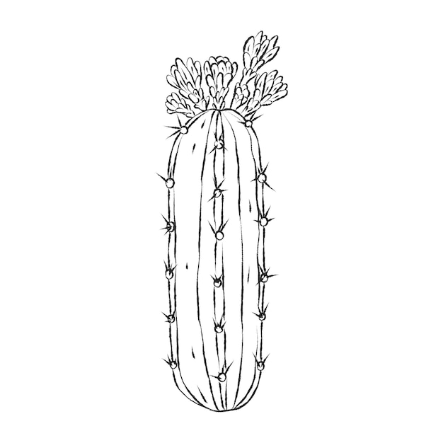 Brush painted cactus with flowers Stylized simple black and white plant