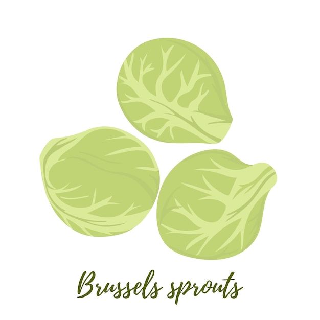 Brussels sprouts, isolated vector illustration. Heads of cabbage on white background