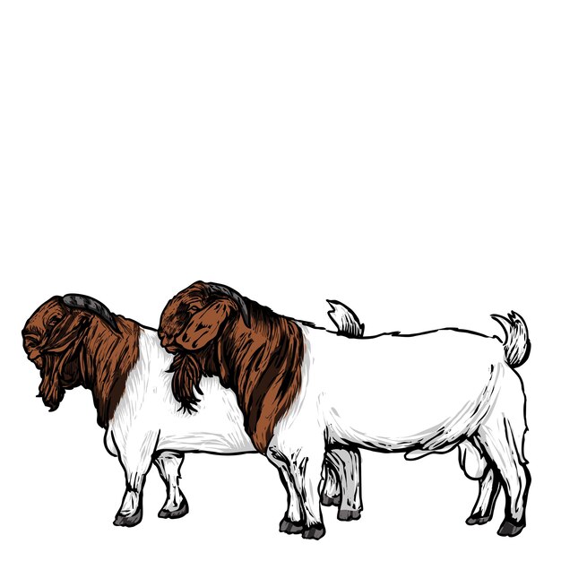 Vector buck's boer goat vector stock