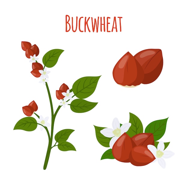 Buckwheat plant