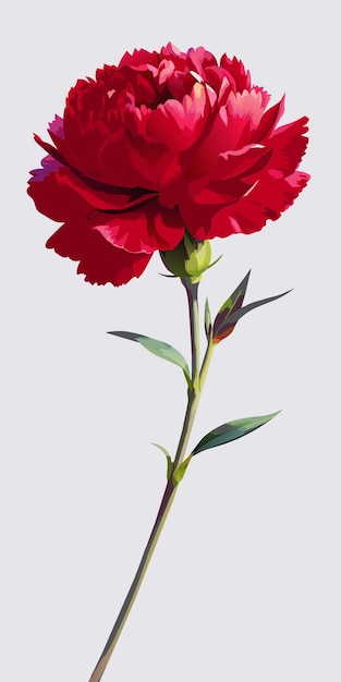 Vector a bud of a red carnation turned towards the viewer drawn with paints with long stems on a white