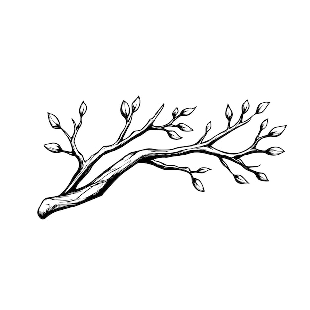 Vector budding branch handdrawn illustration for botanical and nature designs