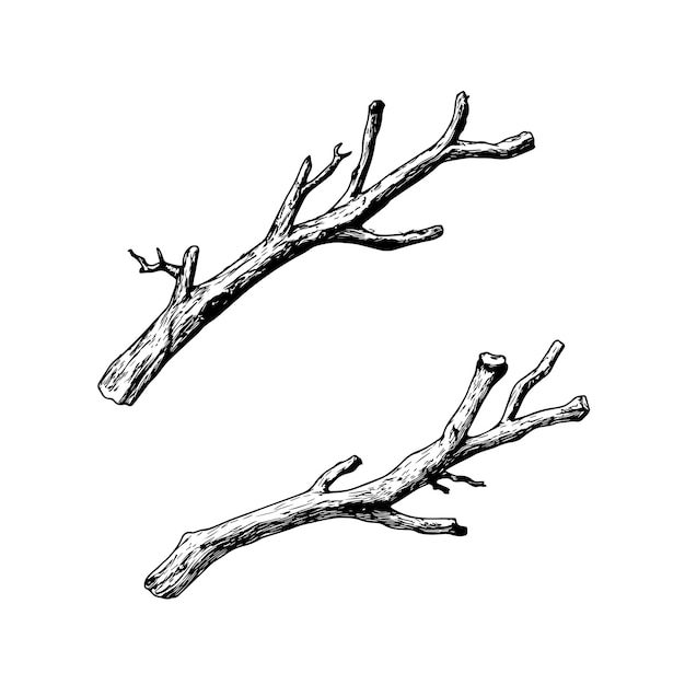 Vector budding branch handdrawn illustration for botanical and nature designs