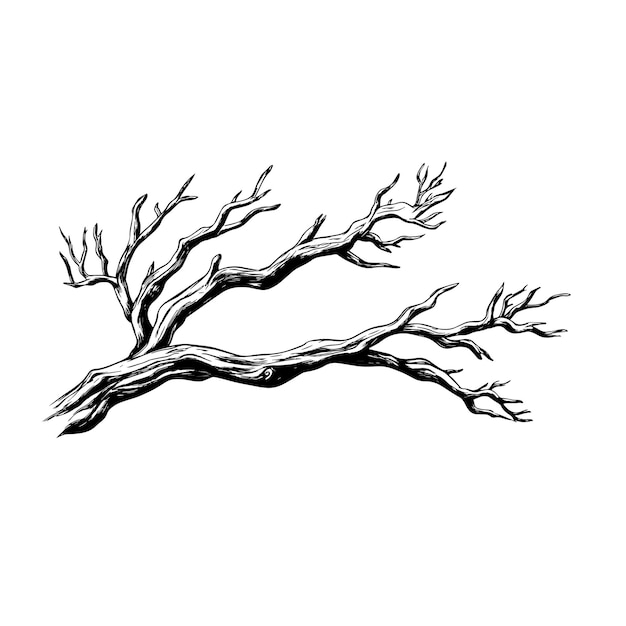 Vector budding branch handdrawn illustration for botanical and nature designs