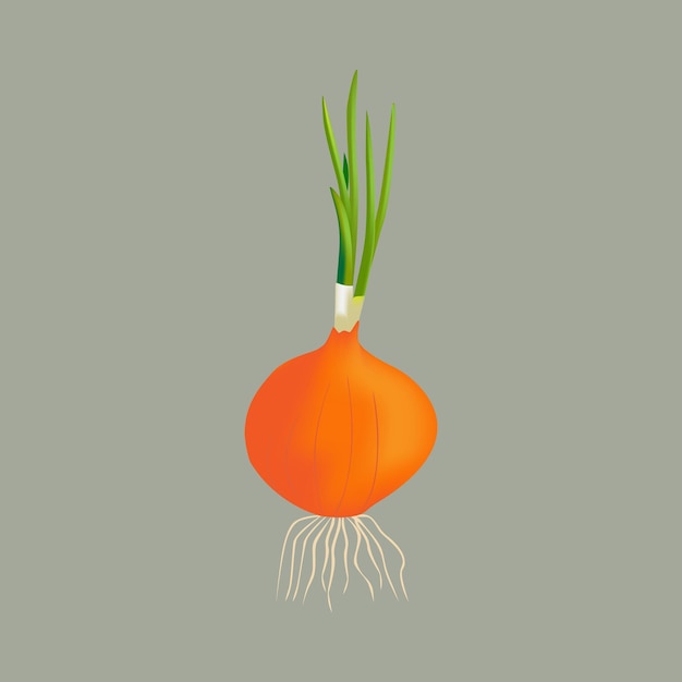 Bulb onion with shoots and roots