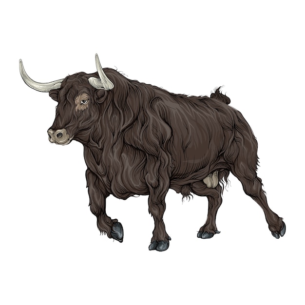 bull animal in hand drawing