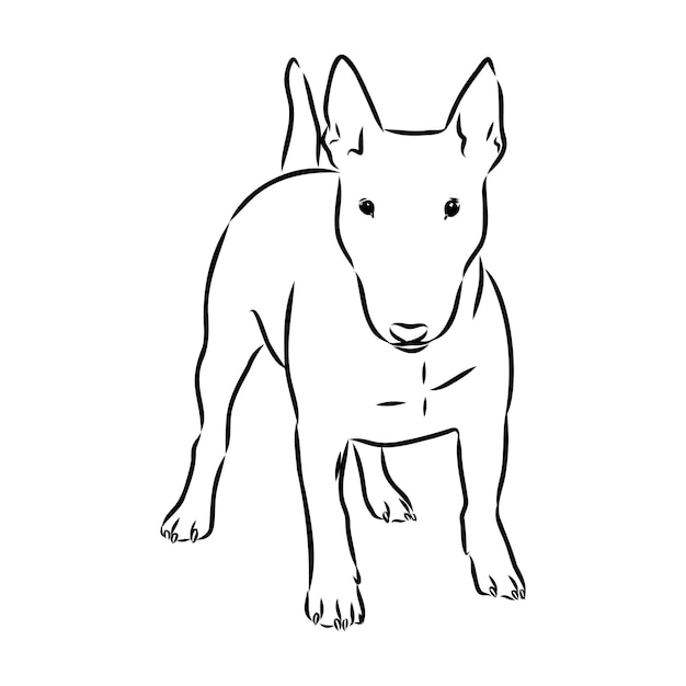 Bull terrier bull terrier funny face black and white vector illustration