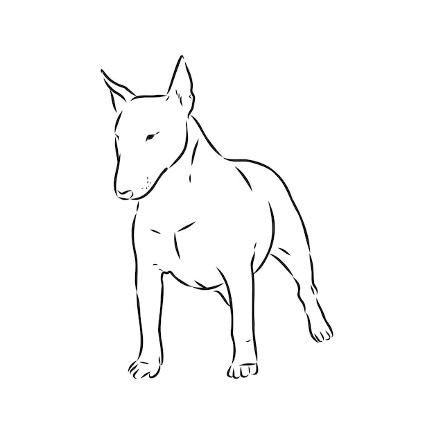 Bull terrier bull terrier funny face black and white vector illustration