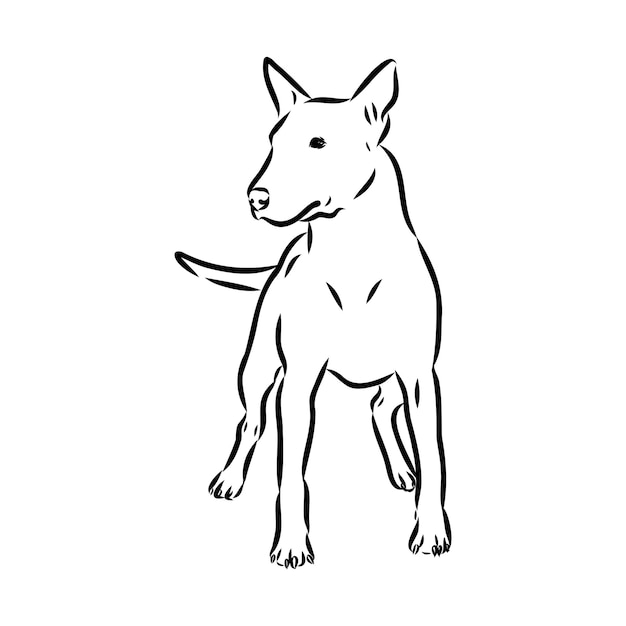 Bull terrier bull terrier funny face black and white vector illustration