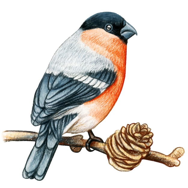 Bullfinch  hand drawn watercolor pencil bird