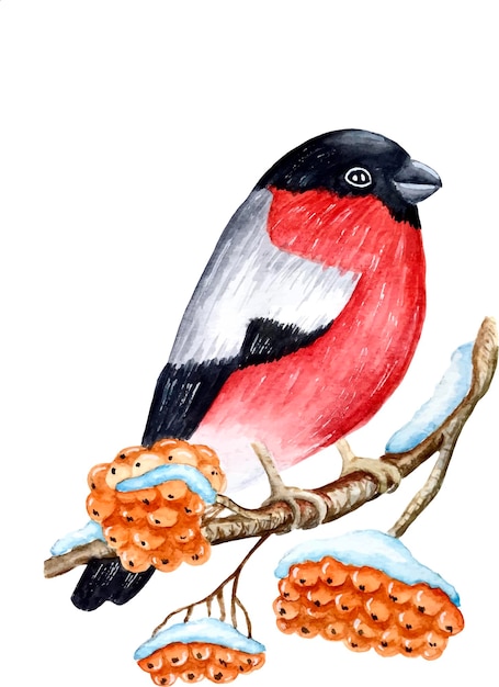 Bullfinch watercolor vector