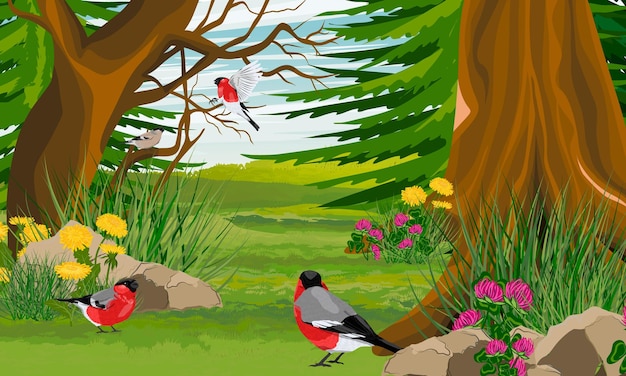 Bullfinches in the spruce forest in summer Realistic vector landscape