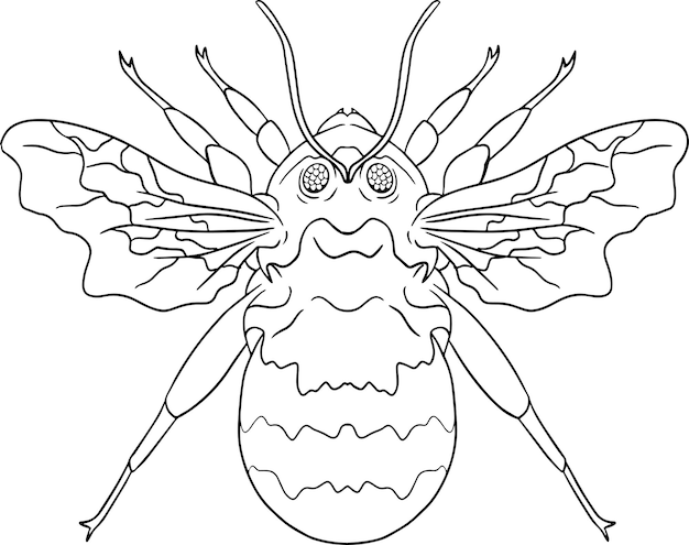 Bumblebee. Beetles coloring pages. Detailed illustration bugs. Vector, hand drawn illustration.