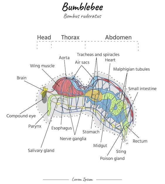 Bumblebee bombus ruderatus internal anatomy illustration with text