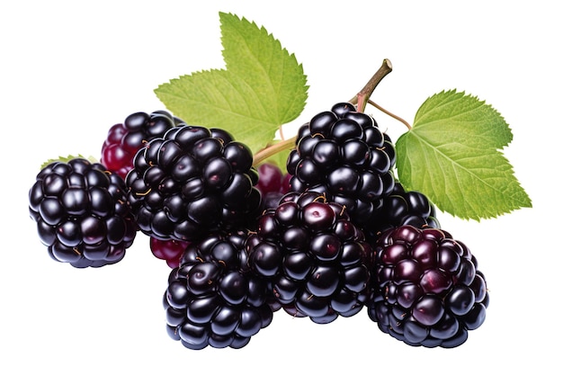 a bunch of blackberries with the word black on it