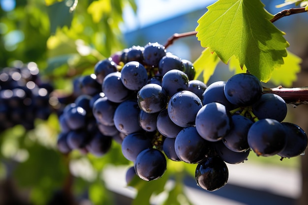 Vector a bunch of blue grapes hangs on a vine on an autumn sunny day harvest time selective focus